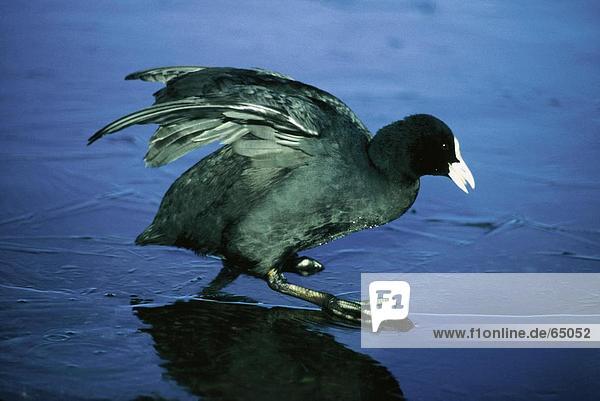 Blässhuhn (Fulica Atra) Vogel auf zugefrorenen See gleiten