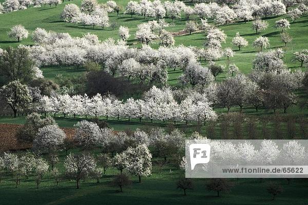 Luftbild von Kirschbäume auf Landschaft  Markgräflerland  Deutschland