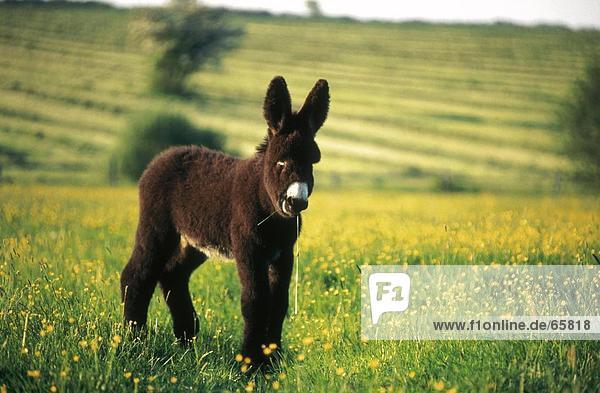 Foal of Poitou donkey standing in field