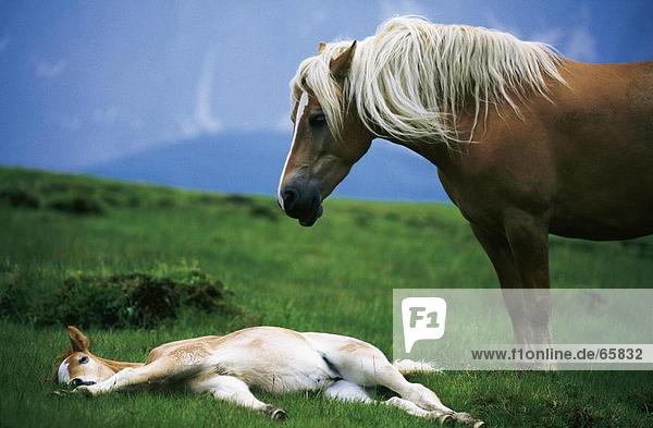 Haflinger horse with its foal in field