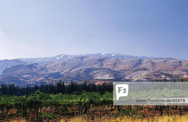 Bäume auf Landschaft  Bekaa-Ebene im Libanon