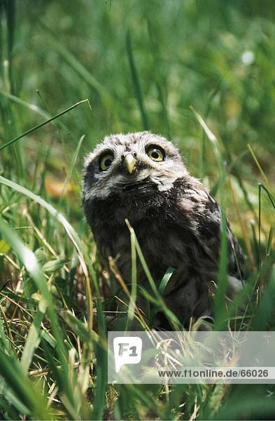 Little Owl (Athene noctua) in grass