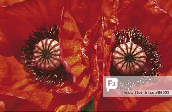 Close-up of Corn Poppy seeds (Papaver rhoeas)