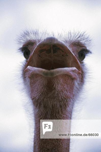 Close-up of ostrich with open beak