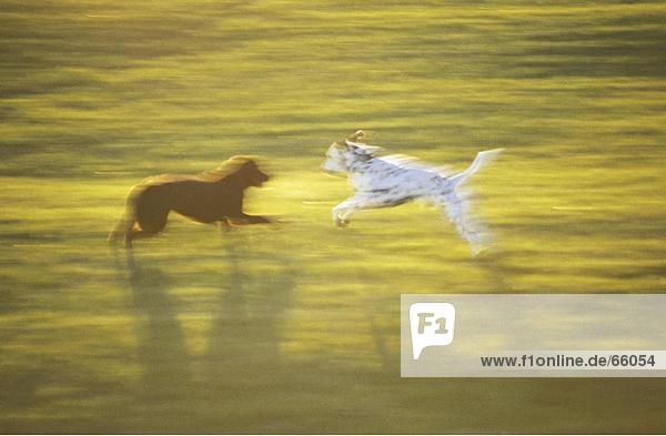 Two dogs playing with each other in field