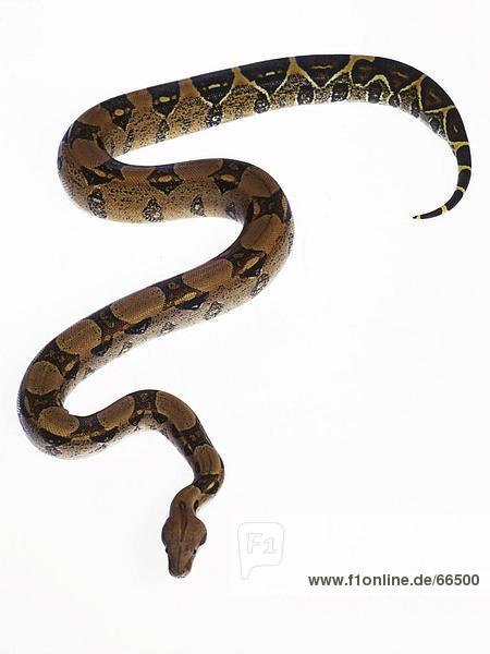 Nahaufnahme Boa Constrictor Schlange auf weißem Hintergrund