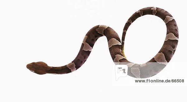 Nahaufnahme Copperhead (Agkistrodon Kupferkopf) Schlange auf weißem Hintergrund