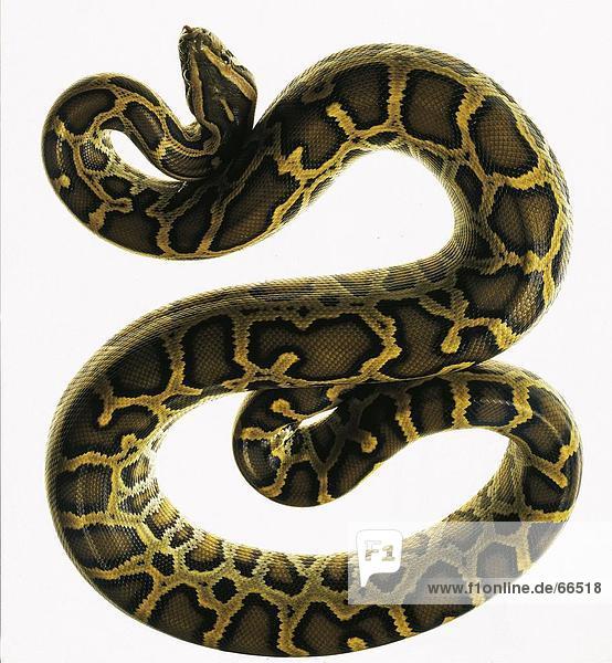 Nahaufnahme der Tigerpython (Python Molurus Bivittatus) auf weißem Hintergrund