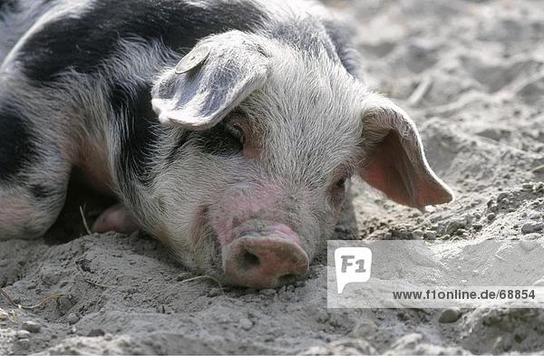 Nahaufnahme-Schwein auf Sand liegend