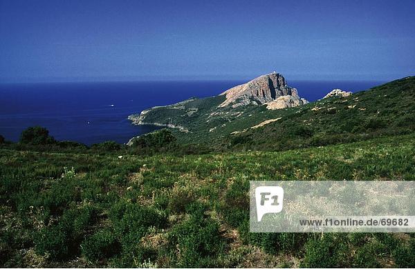 Tussock Gräser wachsen auf Cape  Capo Rosso  Golfe de Porto  Korsika  Frankreich