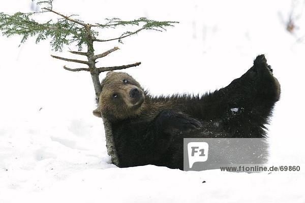 Brown Bear (Ursus arctos) lying in snow