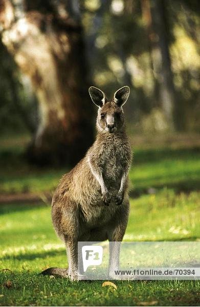 Kangaroo in park  Kosciuszko National Park  New South Wales  Australia