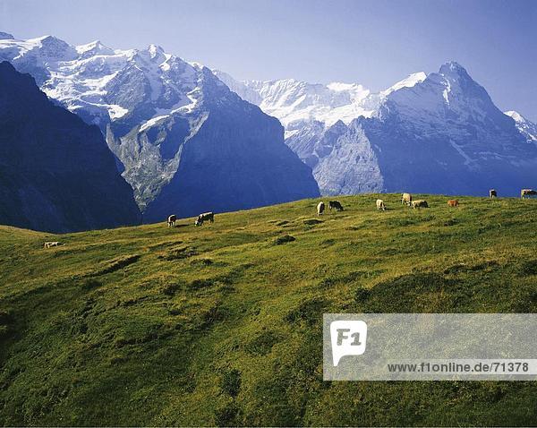 Hausrind Hausrinder Kuh Landschaftlich schön landschaftlich reizvoll Berg Alpen Eiger Berner Oberland Kanton Bern Mönch Bergpanorama