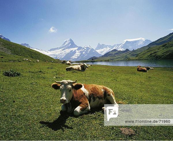 10200011  alpine  Alps  brook alp  lake  sea  mountain panorama  piebald  Grindelwald  cows  lake  sea  overview  canton Bern