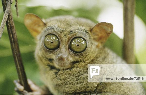 10310469  Kleinaffe  Augen  Bohol  Büsche  Dickicht  groß  klein  kleinste Affen Welt  Philippinen  asiatischen  Sit  Tarsi