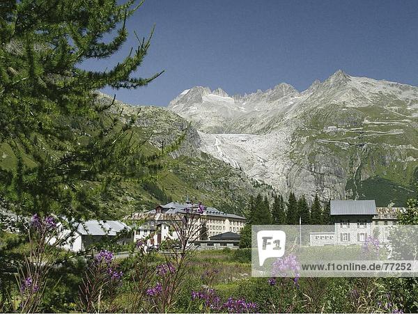 10648238  alpine  Alpen  Berge  Blumen  Blume  Wiese  Furka  Galenstock  Gletsch  Gletscher  Goms  Hotel  Landschaft  Lärche  O