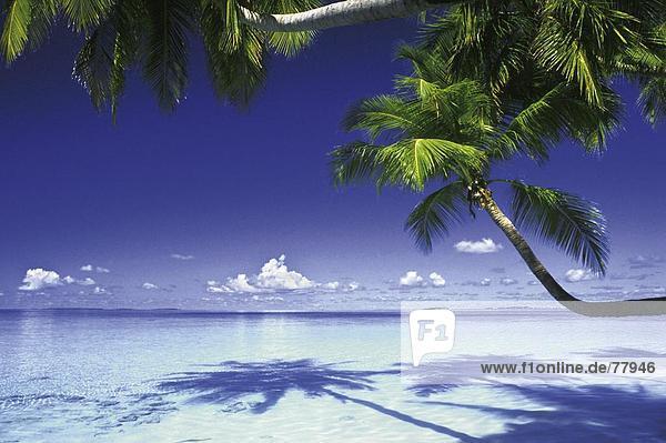 10650107  Malediven  Indischer Ozean  Meer  Palmen  Palm Beach  Tropisch  überhängende