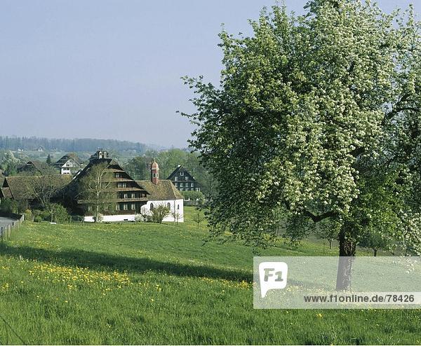 10651657  farmhouses  tree  village  spring  canton Zug  chapel  fruit-tree  Risch  Switzerland  Europe  hamlet