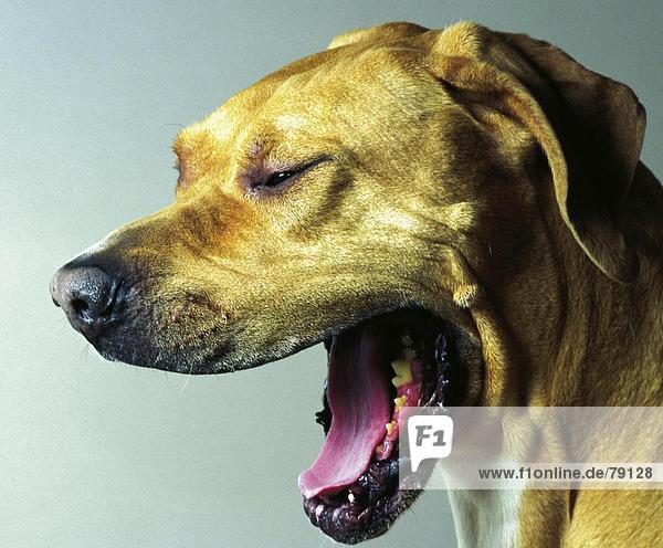 10760520  yawn  face  Fila Brasileiro  dog  tiredly  nature  portrait  animal  beast
