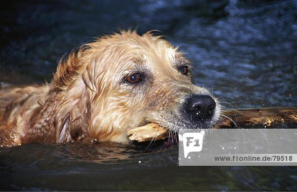 10760910  activity  dog  Golden retriever  nature  play  game  play  water plays  animal  beast  playfully