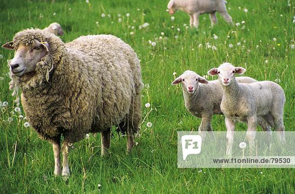 10760922  field  spring  season  lamb  scenery  agriculture  nature  sheep  flock of sheep  animal  beast  keeping of pets  li