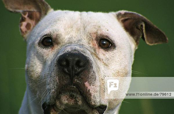 10761004  dog  nature  portrait  animal  beast  American Staffordshire terrier  fighting dog
