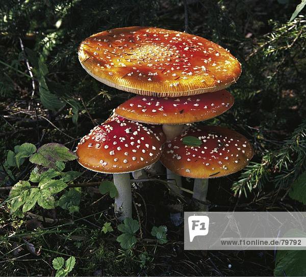 10761184  botany  bright  colours  close up  fly agaric  danger  threat  dangerously  spottedly near  harmful  toxic  autumn