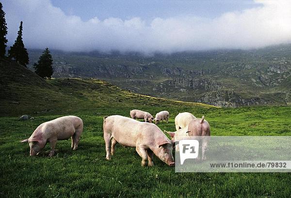 10761224  Alpenraum  Bauernhof  Bauernhof  Produkt  Biologie  biologische  vereint  einzelnen  frei  Freiheit  Freiheit  Essen  Freude  grasen Pe