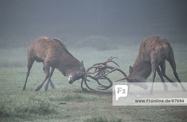 Männlich Red Deer (Cervus Elaphus) Kämpfe im Feld