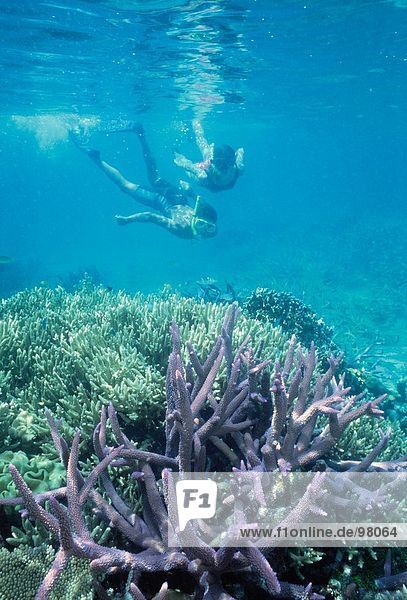 Travel. Australia. Queensland. Great Barrier Reef. Snorkelling