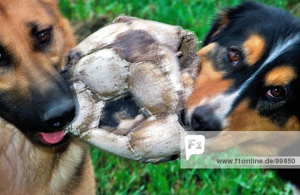 Zwei Hunde kämpfen über alte Fußball