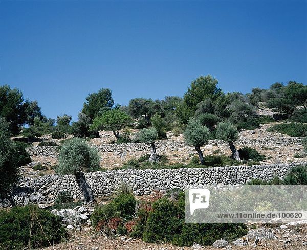 Stein  Wand  Baum  Landschaft  Spanien