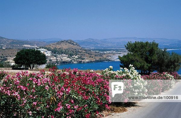 Pflanze Hintergrund Dodekanes Bucht Griechenland Lindos Rhodos Straßenrand