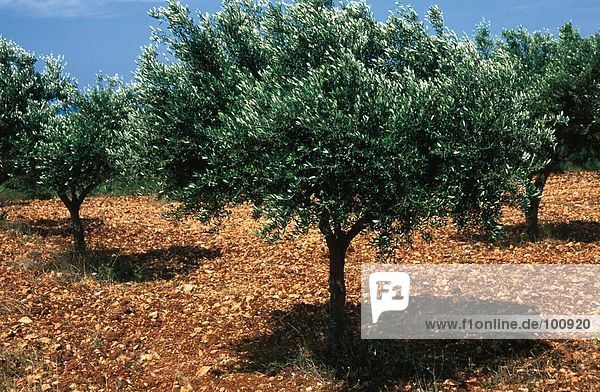 Olivenbäume in Feld Kampi Dorf  Insel Zakynthos  Ionische Inseln  Griechenland