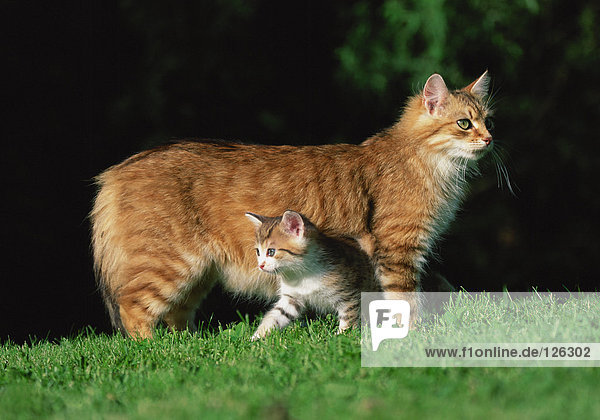Zwei Katzen