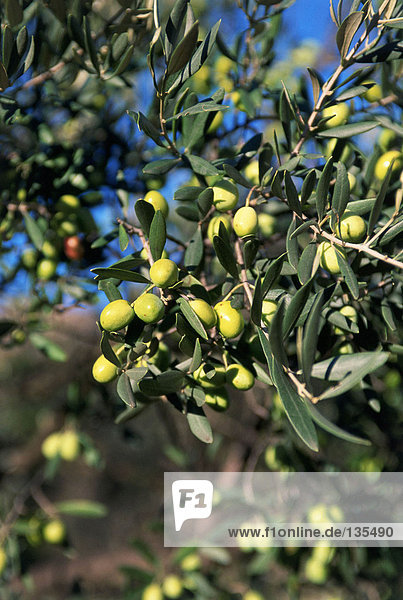 Oliven bei Lex Baux de Provence