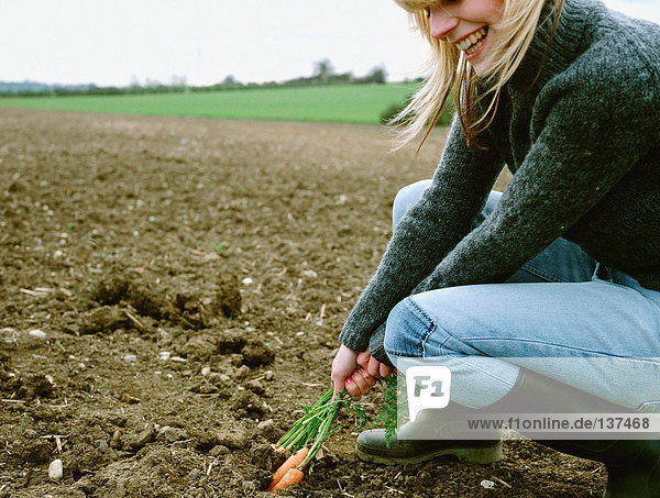 Bauer zieht Karotten aus dem Boden