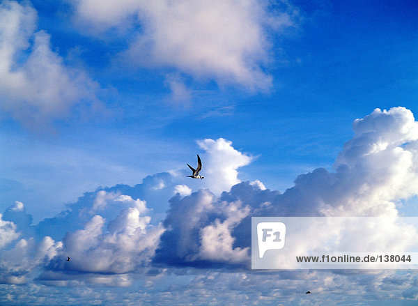 Birds flying in a cloudy sky
