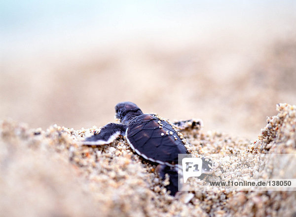 Rückseite einer kleinen Schildkröte auf Sand
