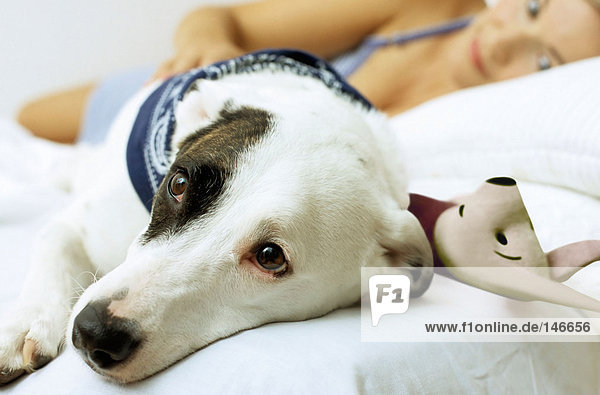 Dog on bed with toy and owner