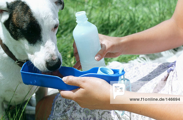Hunde-Trinkwasser in der Sonne