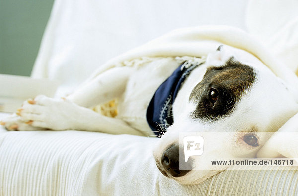 Dog lying on sofa with blanket