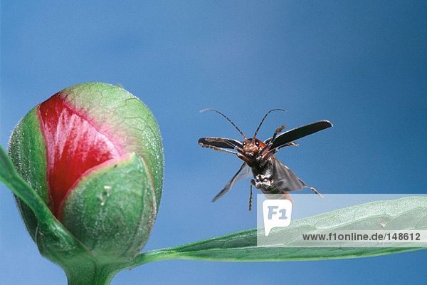Nahaufnahme des Käfers fliegen in der Nähe von Pfingstrose Blumen