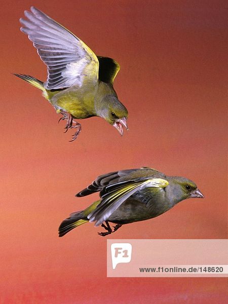 Nahaufnahme der Grünling (Carduelis Chloris) Angriff auf einen anderen Vogels ist im Flug