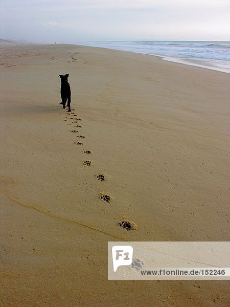 Hund am Strand zu Fuß