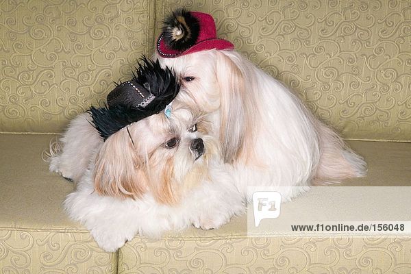 Zwei Pekinese Hunde auf dem Sofa
