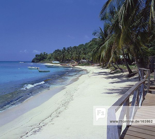 Palmen am Strand  Mustique  Grenadinen  Inseln unter dem Winde  Grenada