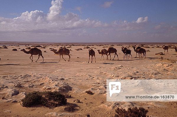 Kamele zu Fuß in trockenen Landschaft  Libysche Wüste  Fazzan  Libyen