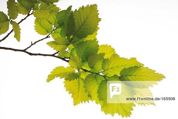 Junge Ulmenblätter (Ulmus) Nahaufnahme