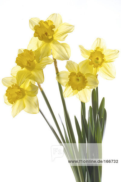 Gelbe Narzissen (Narcissus pseudonarcissus),  Nahaufnahme